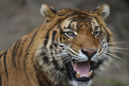 Beru aj kone Danska zoo ziada o darovanie zvierat