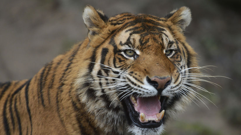 Beru aj kone Danska zoo ziada o darovanie zvierat