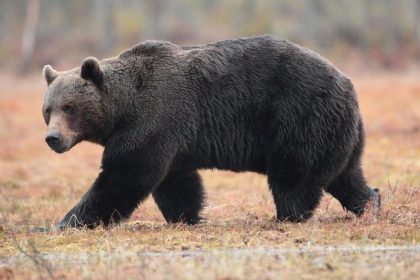 Medvedica pri Jakubovanoch zautocila na muza