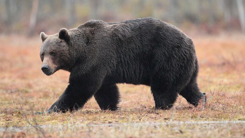 Medvedica pri Jakubovanoch zautocila na muza