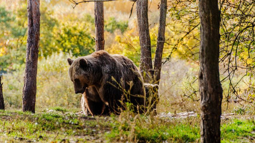 TANAP varuje V okoli Tatranskej Lesnej sa pohybuje agresivny medved