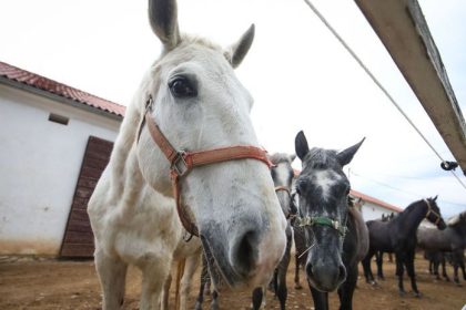 Z cisarskych dvorov do UNESCO biele kone z Topolcianok