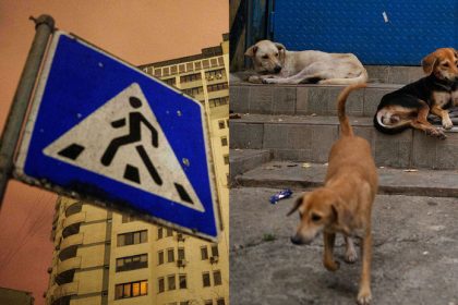 Rusi celi na dobyton uzemi novemu nepriatelovi armade psov ako sa moskva chysta proti nim zasiahnu
