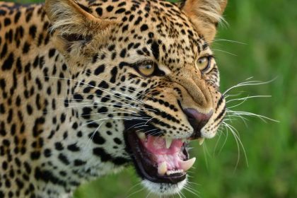 Meditacia v jaskyni sa skoncila tragicky Ceskeho mnichanapadol leopard zraneniam podlahol