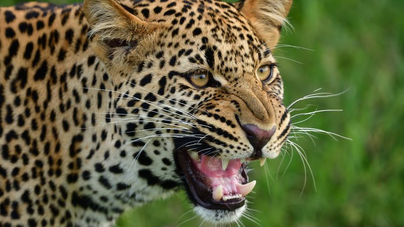 Meditacia v jaskyni sa skoncila tragicky Ceskeho mnichanapadol leopard zraneniam podlahol