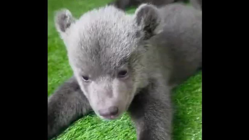 VIDEO Osirele medvidata v bojnickej zoo sa snazia o prve kroky Plazit sa im stale ide lepsie