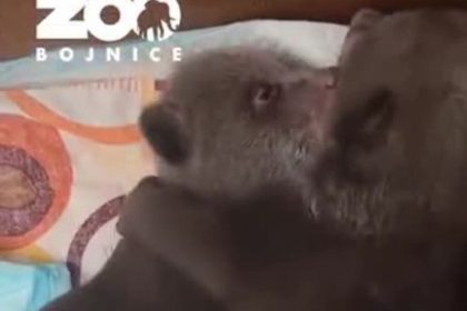 VIDEO Z tychto zaberov sa roztecete Pozrite sa ako si osirele medviedata lahnu spat