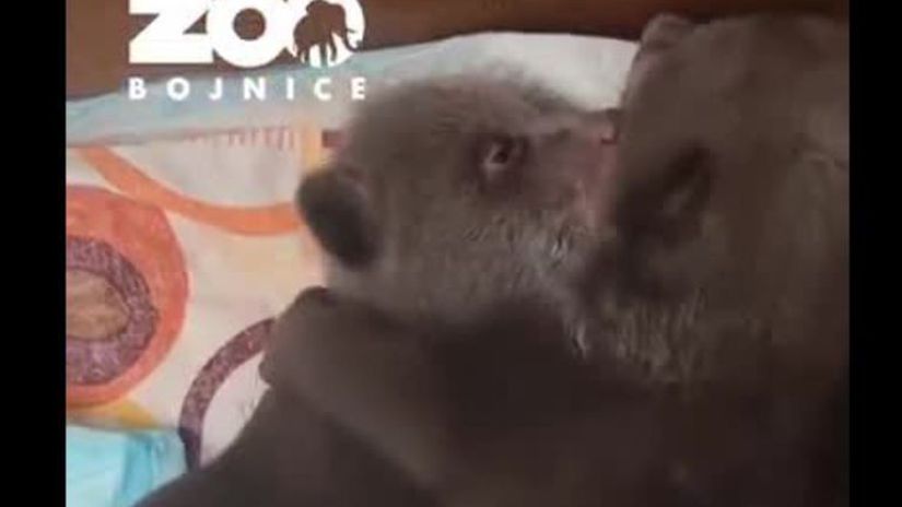VIDEO Z tychto zaberov sa roztecete Pozrite sa ako si osirele medviedata lahnu spat