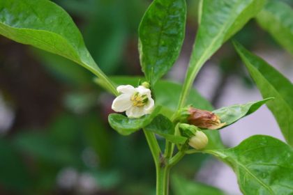 Paprika slabsie kvitne alebo si neudrzi kvety Mozno ju zalievate sposobom ktory jej skodi