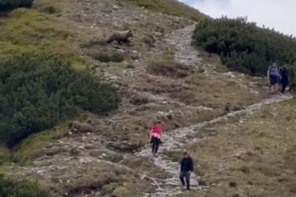 Stuhla im krv v zilah Tatransky medved prebehol priamo pomedzi sokovanych turistov komentar k videu zabava internet
