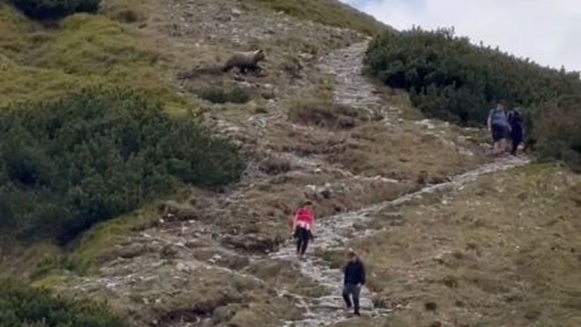 Stuhla im krv v zilah Tatransky medved prebehol priamo pomedzi sokovanych turistov komentar k videu zabava internet