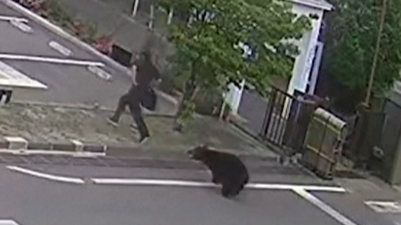 VIDEO Nielen na Slovensku Takto medved prenasledoval ludi vtrhol aj do budovy