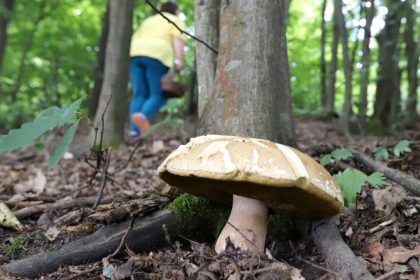 Mykolog Klimaticka zmena uz meni slovenske lesy Niektore huby mozu lokalne vymiznut inie sa presuvaju na sever rozhovor
