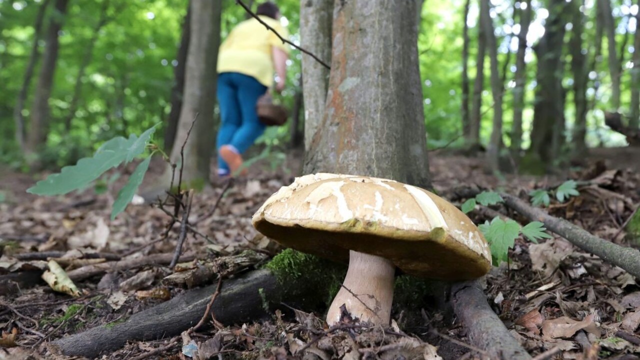 Mykolog Klimaticka zmena uz meni slovenske lesy Niektore huby mozu lokalne vymiznut inie sa presuvaju na sever rozhovor