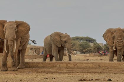 Slony v africkej rezervacii kosi zahadna choroba Pred smrtou ochrnu a nedokazu sa postavit vedci pricinu nepoznaju