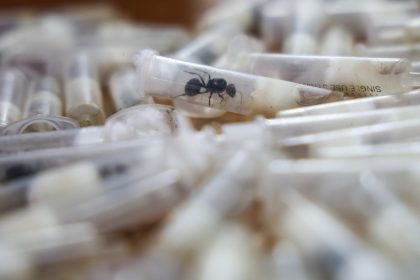 Su male vzacne a mimoriadne drahe exoticke mravce lakaju zberatelov paserakov aj cierny trh mozu vsak predstavovat hrozbu
