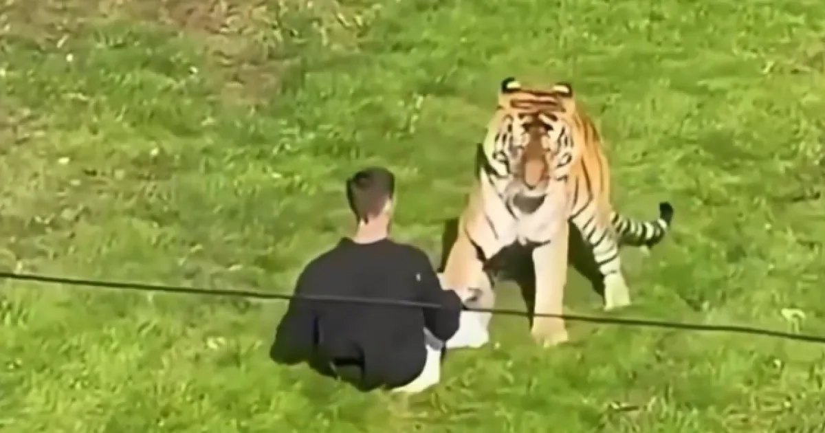 Holandský safari park: Leopard vážne zranil ošetrovateľku, jej stav je kritický