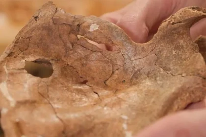 Neandertálec prežil vážne zranenie tváre, zabila ho zrejme drevená kopija